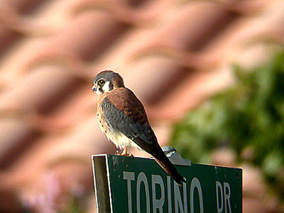 ( C ) . AMERICAN KESTREL , THE FLOOD RELIEF , LA QUINTA , CALIFORNIA , USA , 10 , 11 , 2004