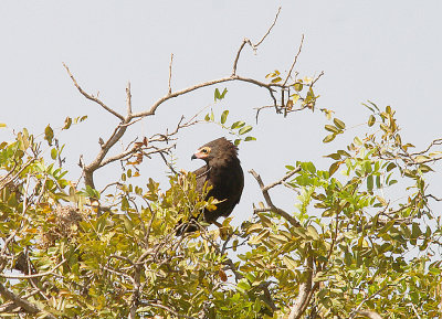 AFRICAN HARRIER HAWK ( Juvenile ) . KAMBATI . GAMBIA . 11 . 11 . 2014