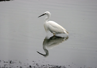 LITTLE EGRET . BOWLING GREEN MARSH . TOPSHAM . DEVON . 16 . 3 . 2017