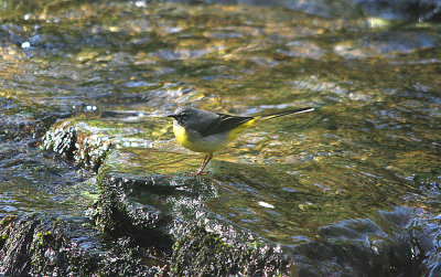 GREY WAGTAIL . STEPS BRIDGE . DEVON . 25 / 3 / 2017