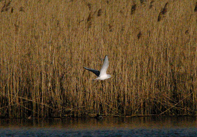 BONAPARTE`S GULL ( 1st winter ) . BOWLING GREEN MARSH . TOPSHAM . DEVON . 26 / 3 / 2017