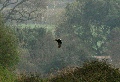 MARSH HARRIER ( Female ) . THE EXMINSTER MARSHES . DEVON . 28 . 3 . 2017