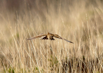 SKYLARK , WOODBURY COMMON , DEVON , 27 , 3 , 2017