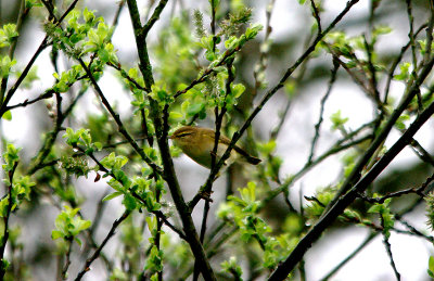 WILLOW WARBLER , GOOSEMOOR , TOPSHAM , DEVON , 30 , 3 , 2017