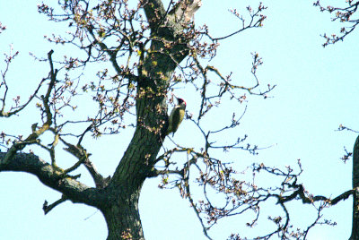 GREEN WOODPECKER . TOPSHAM CEMETERY . DEVON . 2 . 4 . 2017