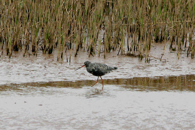 SPOTTED REDSHANK . GOOSEMOOR . TOPSHAM . DEVON . ENGLAND . 4 . 4 . 2017