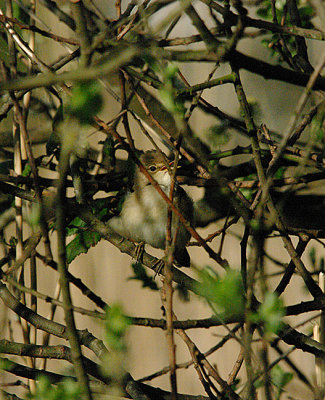 REED WARBLER . THE EXMINSTER MARSHES . DEVON . 5 . 4 . 2017