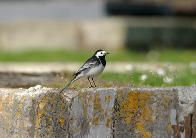 PIED WAGTAIL . TURF LOCKS . DEVON . 5 . 4 . 2017