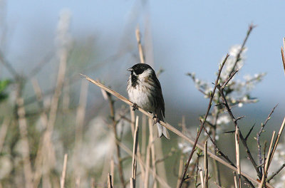 REED BUNTING . THE EXMINSTER MARSHES . DEVON . ENGLAND . 5 . 4 . 2017