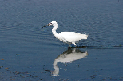 LITTLE EGRET . BOWLING GREEN MARSH . TOPSHAM . DEVON . 8 / 4 / 2017