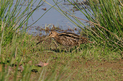 COMMON SNIPE . BOWLING GREEN MARSH . TOPSHAM . DEVON . 8 . 4 . 2017