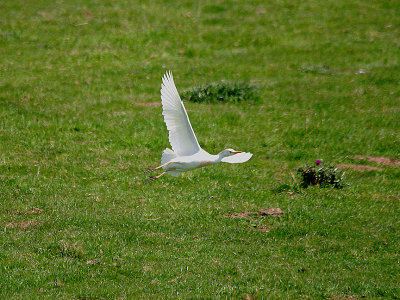 CATTLE EGRET . SOUTH HUISH . DEVON . ENGLAND . 11 . 4 . 2017