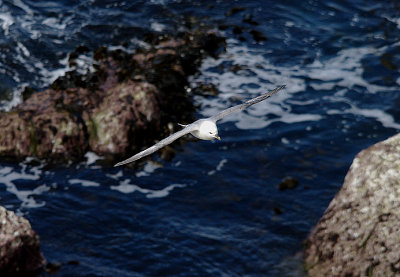 NORTHERN FULMAR . PORTLAND BILL . DORSET . 13 . 4 . 2017