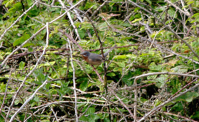 WESTERN SUBALPINE WARBLER . PORTLAND BILL . DORSET . 13 / 4 / 2017