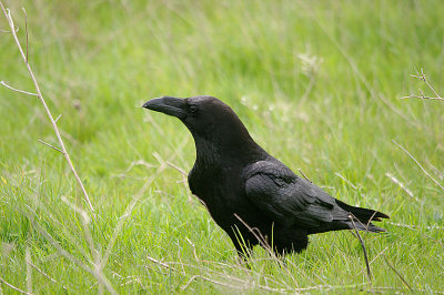 COMMON RAVEN , PORTLAND BILL , DORSET , ENGLAND . 13 , 4 , 2017