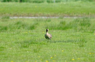 WHITE-FRONTED GOOSE , POWDERHAM MARSH , DEVON , ENGLAND . 16 , 4 , 2017