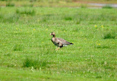 WHITE-FRONTED GOOSE . POWDERHAM MARSH . DEVON . ENGLAND . 16 . 4 . 2017