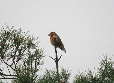 COMMON CROSSBILL ( Male ) . HADDON HILL . SOMERSET . 20 . 4 . 2017