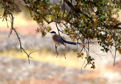 AZURE-WINGED MAGPIE , Nr ARROYA DE LA LUZ , SPAIN , 3 , 5 , 2017