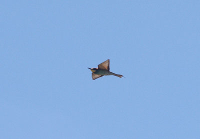 EUROPEAN BEE-EATER . ALCANTARA RESERVOIR . SPAIN . 1 . 5 . 2017