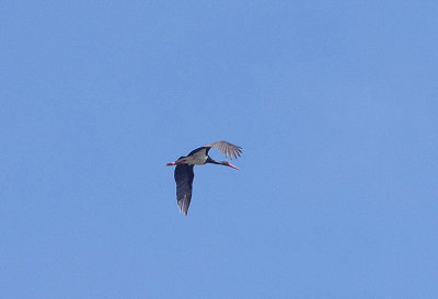 BLACK STORK . STONE PINES . Nr BROZAS . SPAIN . 3 . 5 . 2017