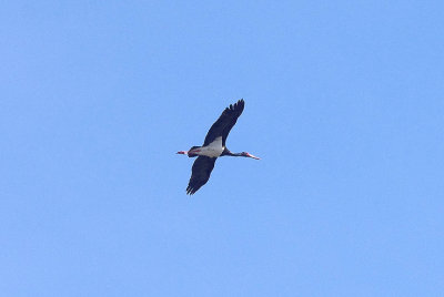 BLACK STORK . STONE PINES . Nr BROZAS . SPAIN . 3 . 5 . 2017