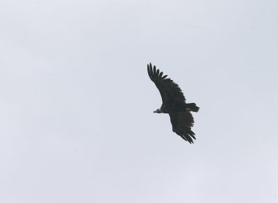 BLACK VULTURE . THE TAGO INTERNATIONAL PARK . SPAIN . 29 . 4 . 2017