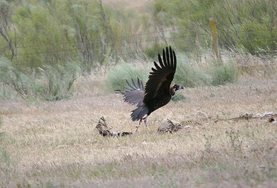 BLACK VULTURE . THE TRUJILLO PLAINS . SPAIN . 30 . 4 . 2017