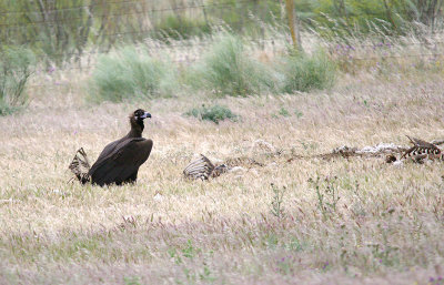 BLACK VULTURE . THE TRUJILLO PLAINS . SPAIN . 30 . 4 . 2017