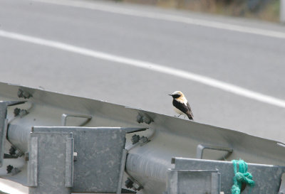 BLACK-EARED WHEATEAR . THE TAGO INTERNATIONAL PARK . SPAIN . 29 . 4 . 2017