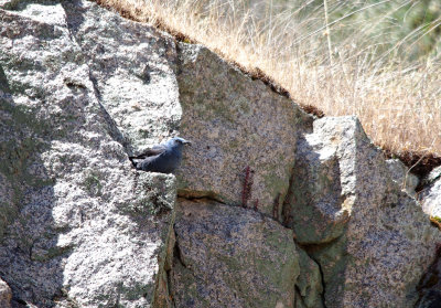 BLUE ROCK THRUSH . ALCANTARA RESERVOIR . SPAIN . 1 . 5 . 2017