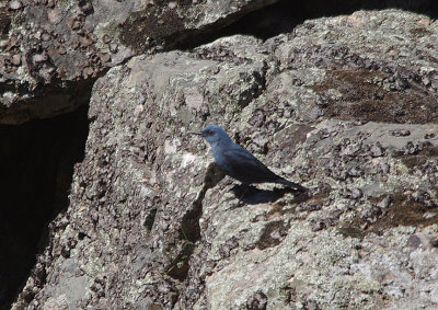 BLUE ROCK THRUSH . MONFRAGUE NATIONAL PARK . SPAIN . 2 . 5 . 2017