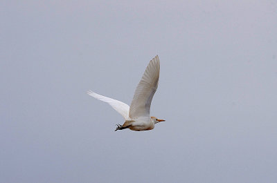 CATTLE EGRET , ARROWCAMPO RESERVOIR , SPAIN , 4 , 5 , 2017