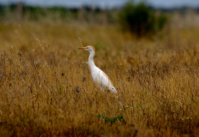 CATTLE EGRET , ARROWCAMPO RESERVOIR , SPAIN , 4 , 5 , 2017