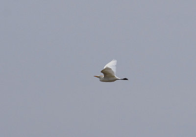 CATTLE EGRET . ARROWCAMPO RESERVOIR . SPAIN . 4 . 5 . 2017