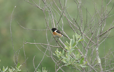 COMMON STONECHAT . THE STONE PINES  . Nr BROZAS . SPAIN . 30 . 4 . 2017