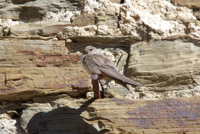CRAG MARTIN , ALCANTARA , SPAIN , 1 , 5 , 2017