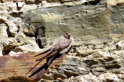 CRAG MARTIN . ALCANTARA . SPAIN . 1 . 5 . 2017