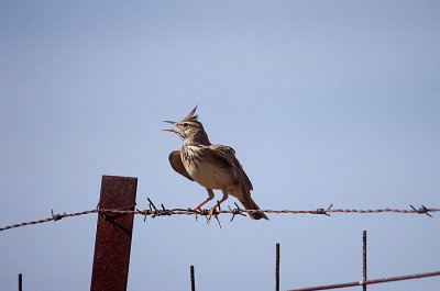 CRESTED LARK . Nr ALCANTARA . SPAIN . 3 . 5 . 2017