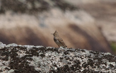 CRESTED LARK . Nr ARROYA DE LA LUZ . SPAIN . 3 . 5 . 2017