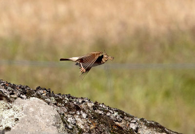 CRESTED LARK . Nr ARROYA DELA LUZ . SPAIN . 3 . 5 . 2017