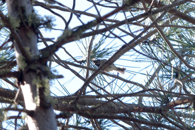 CRESTED TIT . MONFRAGUE NATIONAL PARK . SPAIN . 2 . 5 . 2017 