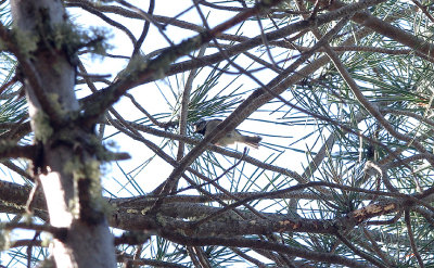 CRESTED TIT . MONFRAGUE NATIONAL PARK . SPAIN . 2 . 5 . 2017