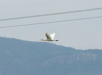 EURASIAN SPOONBILL . ARROCAMPO RESERVOIR . SPAIN . 28 . 4 . 2017