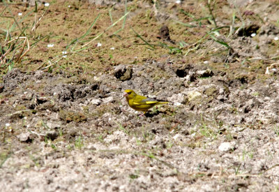 EUROPEAN GREENFINCH . Nr ARROYA DE LA LUZ . SPAIN . 3 . 5 . 2017