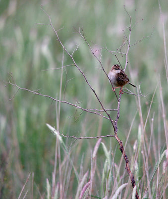 FAN-TAILED WARBLER , THE TRUJILLO PLAINS , SPAIN , 30 , 4 , 2017