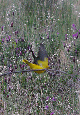 GOLDEN ORIOLE , Nr ALCANTARA , SPAIN , 30 . 4 . 2017