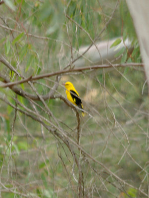 GOLDEN ORIOLE . Nr ALCANTARA . SPAIN . 29 . 4 . 2017