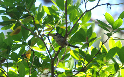LONG-TAILED TIT , MONFRAGUE NATIONAL PARK ,  SPAIN , 2 , 5 , 2017