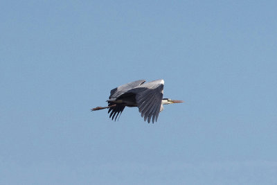 GREY HERON . Nr ARROYA DE LA LUZ . SPAIN . 3 . 5 . 2017